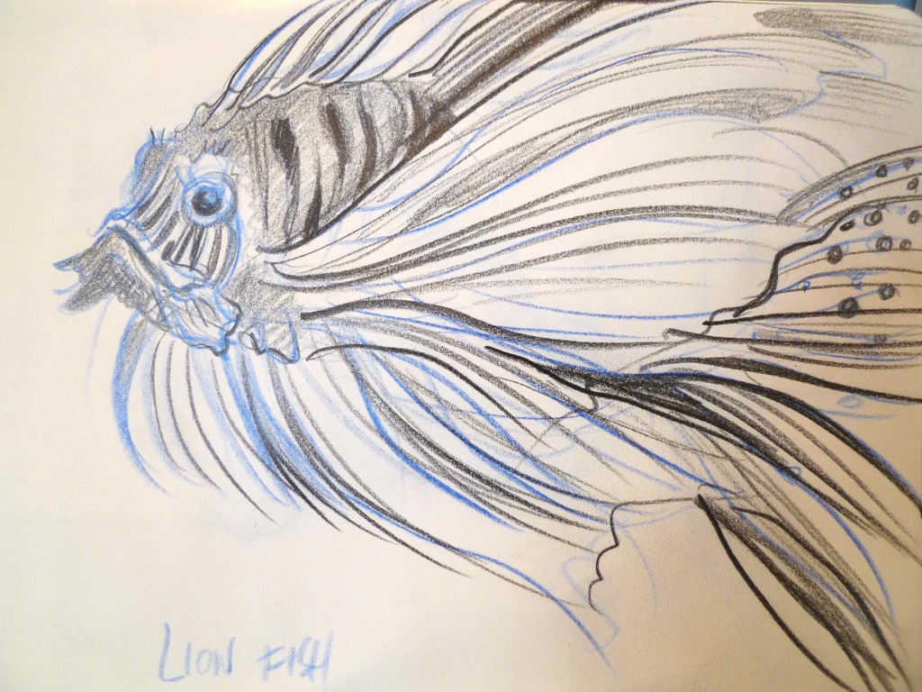 Lion fish sketch